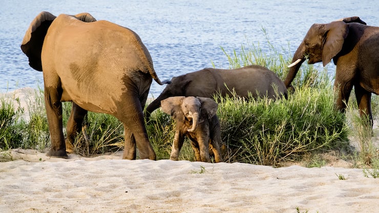 Un éléphanteau au premier plan, sa famille derrière lui.