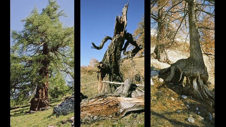 file7cjc90b0ss8gtno71l9