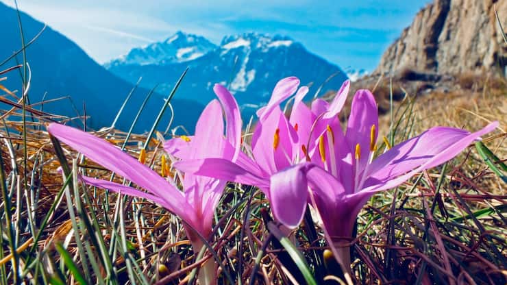 Balade des Bulbocodes