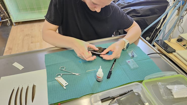 Carole Chanton (29 ans) avec le martinet Zola, arrivé amaigri et qu’elle pèse chaque matin. Créé en 2018 et très à l’étroit, le centre de soins de la faune sauvage Erminea, à Chavornay (VD), accueille la moitié d’oiseaux et le reste de petits mammifères (hérissons, renards...).