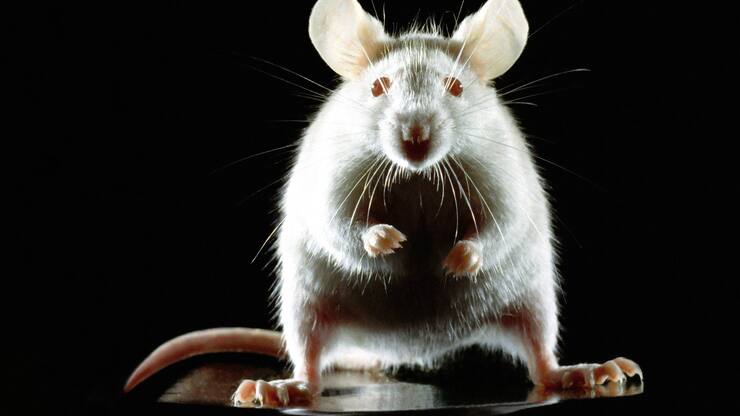 file7dzdpja5p9y69394htj