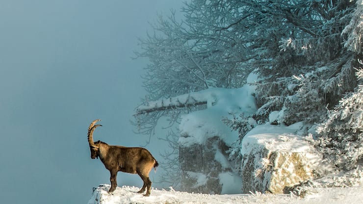 file73obb3awy6uz96zra93