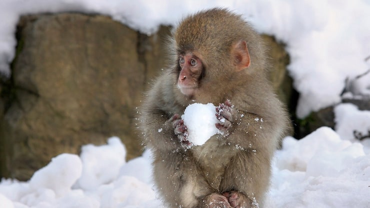 Comedy Wildlife Photography Awards