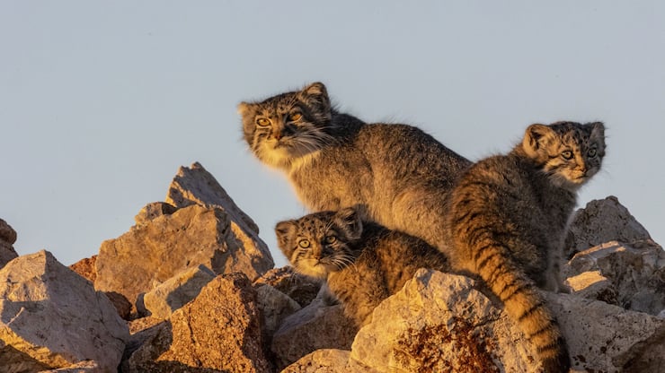 manul