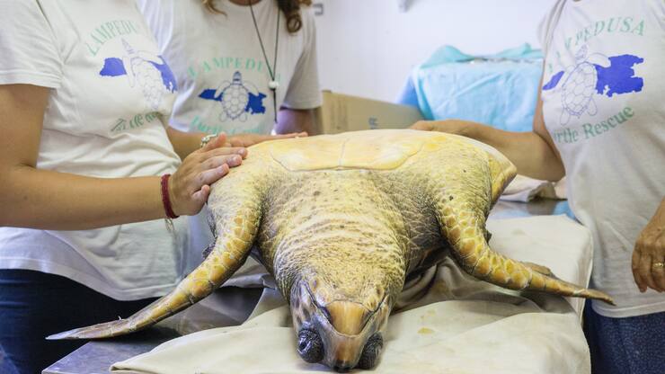 tortue de mer blessée