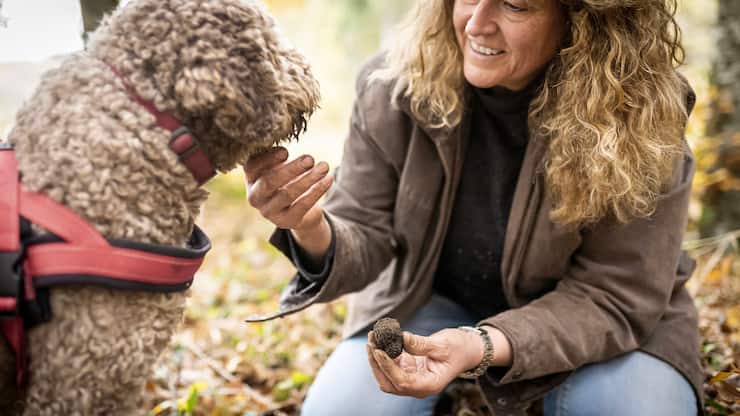 Barbara Demont, confiseuse et passionnÃ©e par le cavage (recherche de truffes), intÃ©ragit avec son chien de la race lagoto, Piff, en trouvant le mystÃ©rieux champignon dans une forÃªt de la rÃ©gion de Vullierens dans le canton de Vaud, le lundi 15 novembre 2021. La truffe noir ou truffe du PÃ©rigord, se dÃ©veloppe au printemps sous les arbres tels que les chÃªnes, pins ou encore tilleuls, puis arrivent Ã  maturation autours du mois de novembre. (Â© Gabriel Monnet/ LâillustrÃ©)