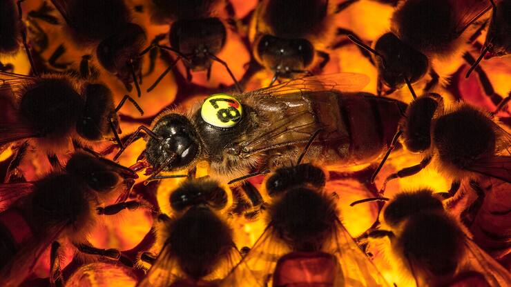 file79kk0iqm6av1isrlj77c