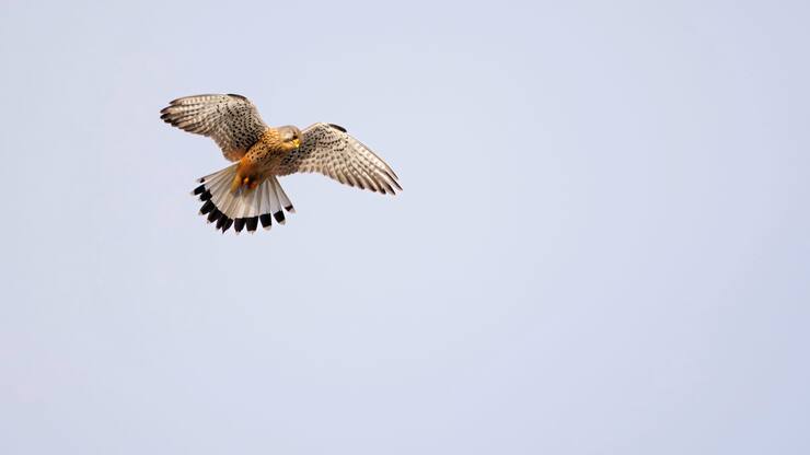 Un faucon crécerelle en vol stationnaire