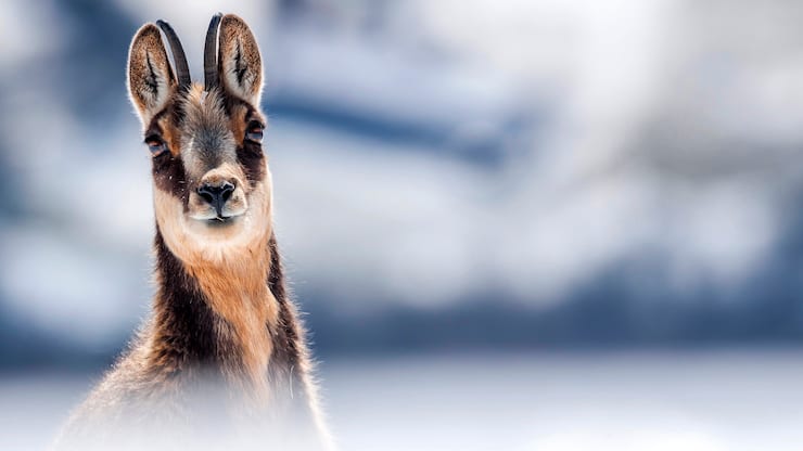 file709im4dcok84lxvghyd