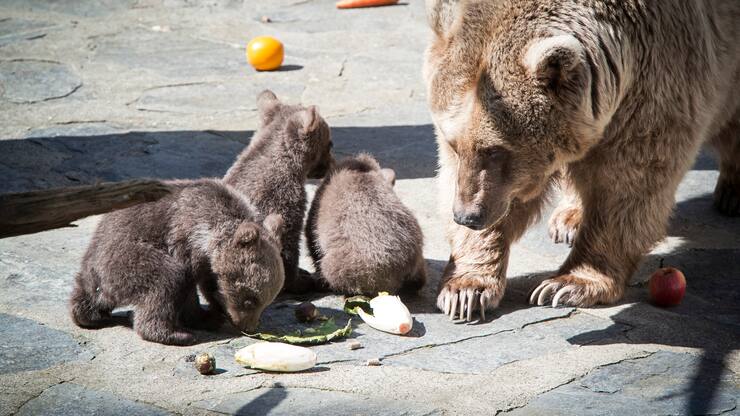 file70am9v92utzr78mo2jj