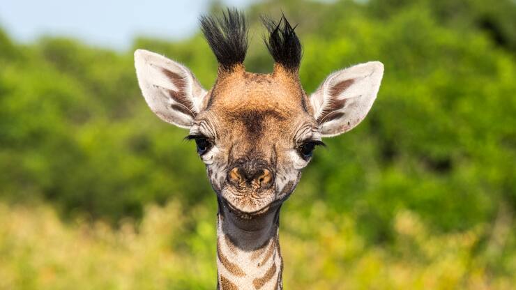 file709mh0tb5dv11qeqggrr