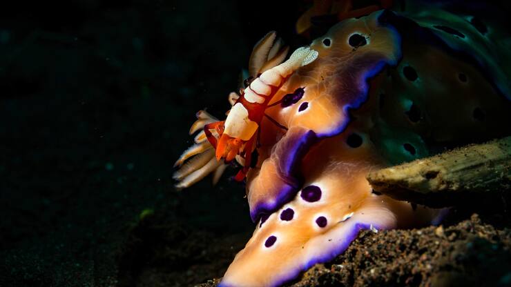 file79ad1smm59l1g3phfh6l