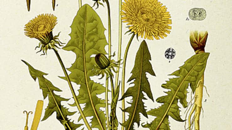 Pissenlit, l’or des prés