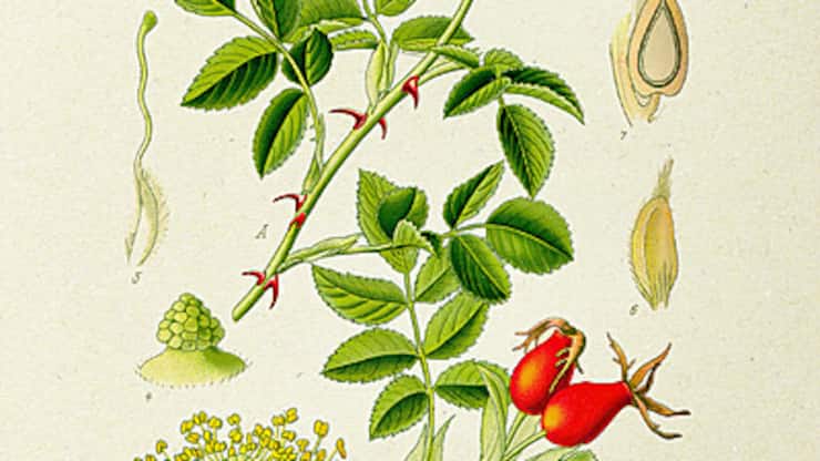 «Rosa canina» était utilisée pour soigner lesmorsures de chien.