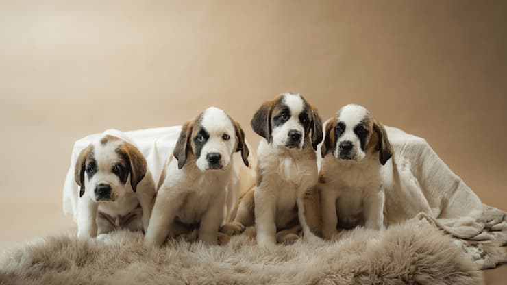 saint-bernards