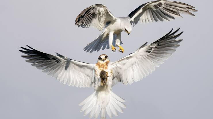 élanion à queue blanche