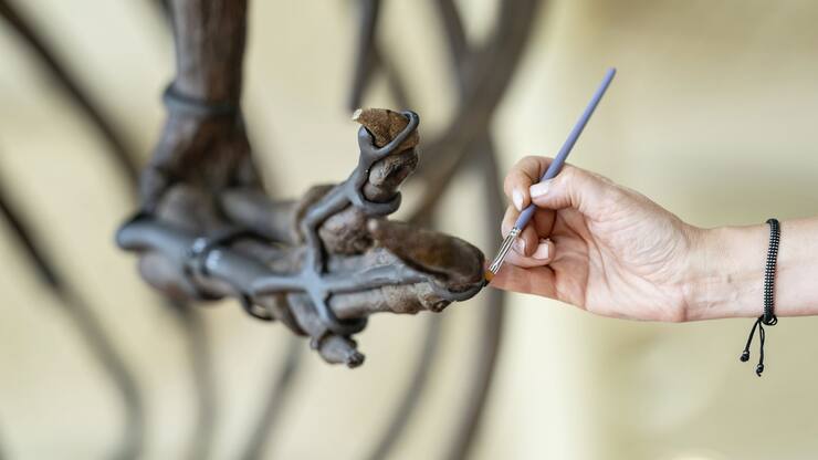 Travail sur les os du T-Rex