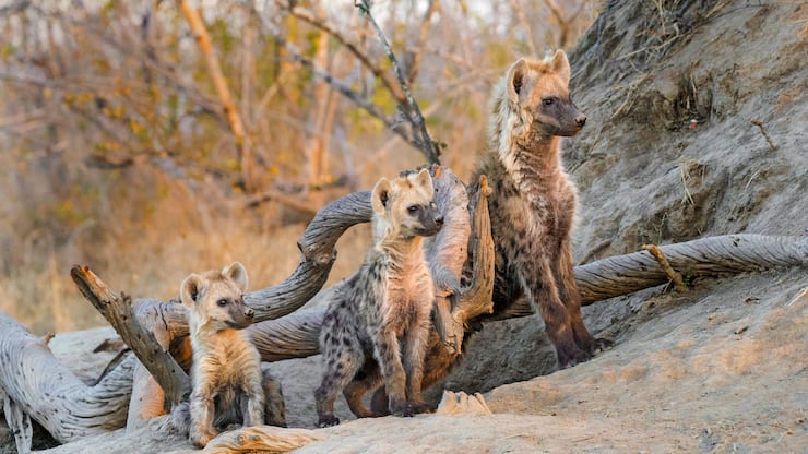 Hyènes
