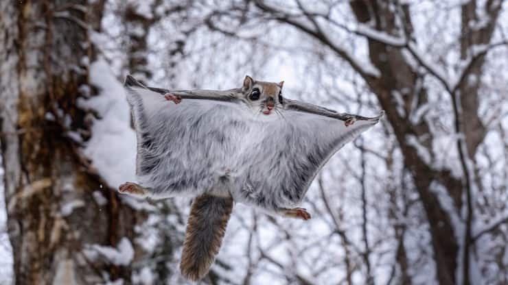 L’écureuil volant de Sibérie