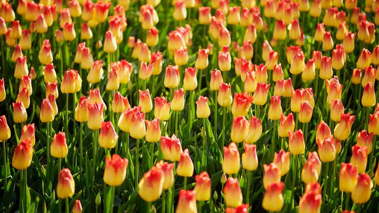 La Fête de la Tulipe à Morges dans le canton de Vaud