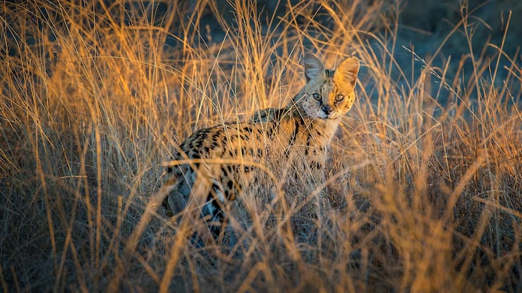 Serval en chasse dans les hautes herbes au soleil couchant Afrique du Sud (Leptailurus serval) South Africa Serval hunting in tall grass at sunset