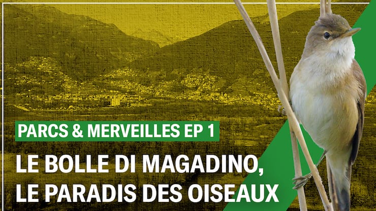 Ascona Locarno, le paradis des oiseaux