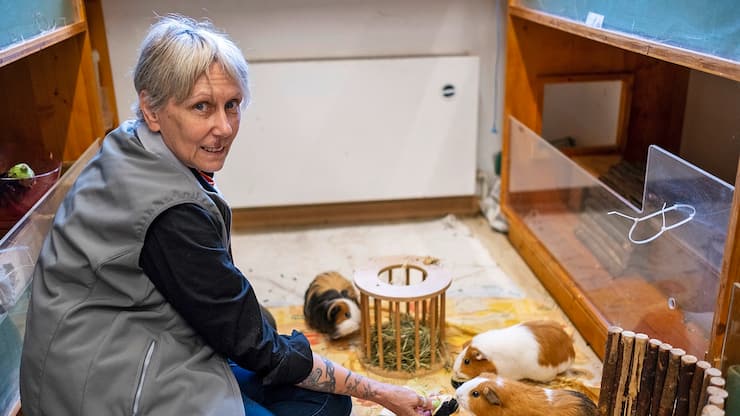 Tatiana Lavanchy Cherpillod, membre du Club romand des amis des cochons d’Inde (CRACI), tient un refuge pour ces animaux originaires d’Amérique du Sud.