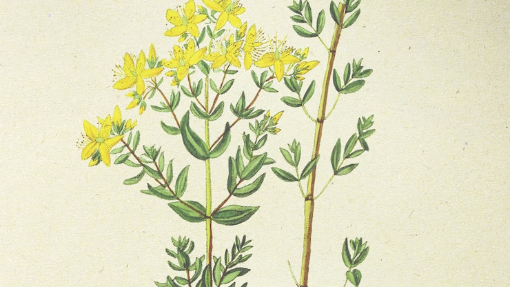 Illustration millepertuis