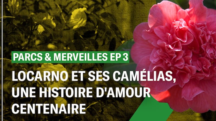 Locarno et ses camélias