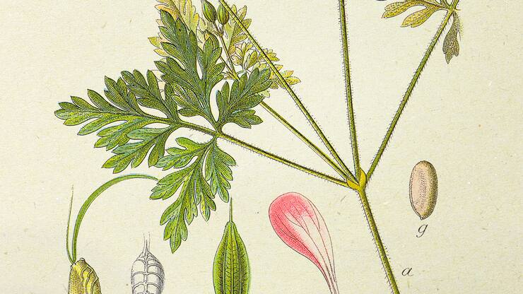 Géranium Herbe à Robert