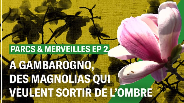 Le parc botanique de Gambarogno renferme l’une des plus grandes collections de magnolias du monde