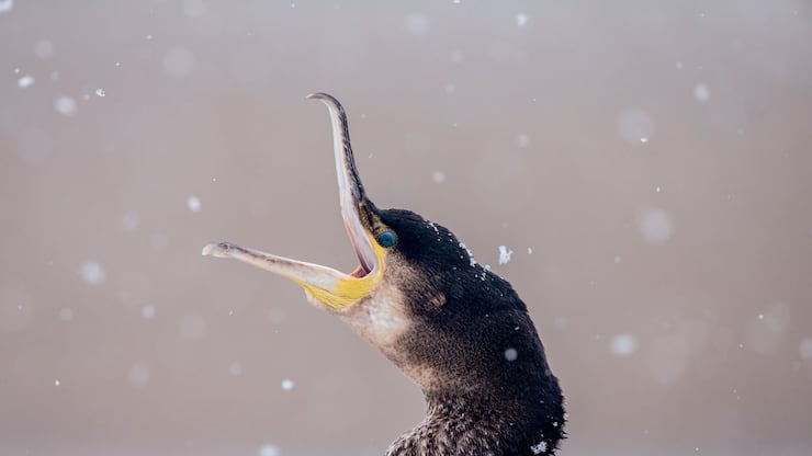 file77cuwme4295k3rdln7j