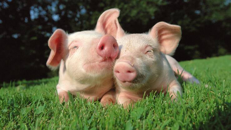 file73z51tijzqx14imaji6r