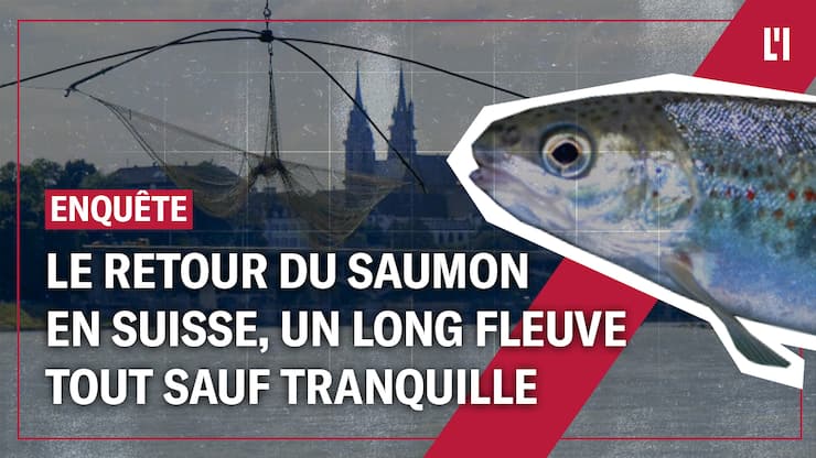 Vignette enquête saumons