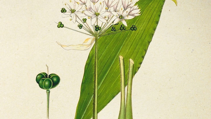 Illustration de l'ail des ours