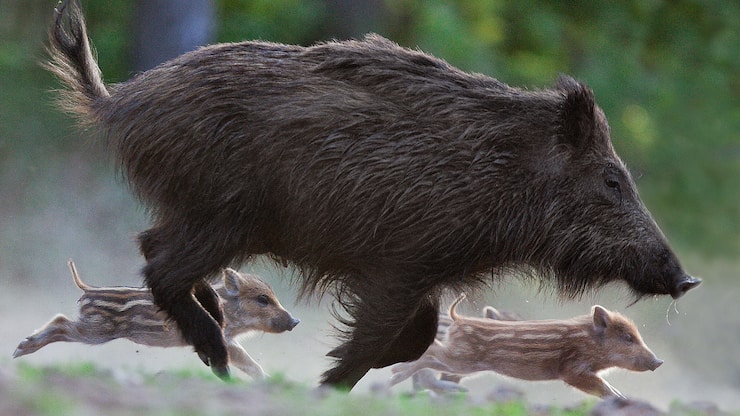 file712ci59si831axs1lbms