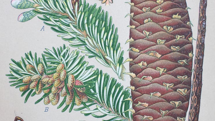 «Abies alba» pourrait connaître une deuxième vie