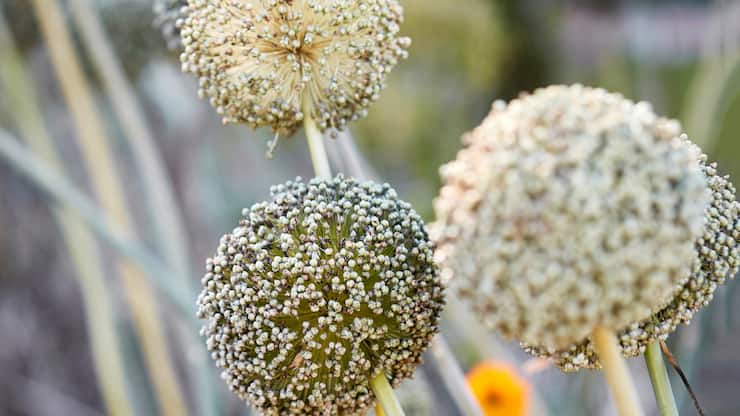 Les fleurs de poireaux d’automne ont une longue tige et un feuillage dressé.
