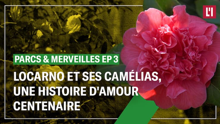 Locarno et ses camélias, une histoire d'amour centenaire