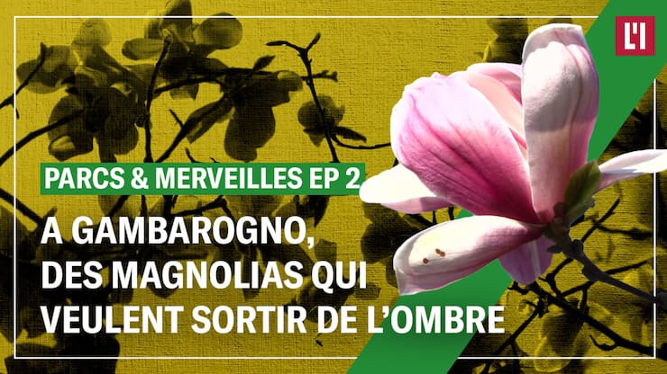 A Gambarogno, des magnolias qui veulent sortir de l’ombre