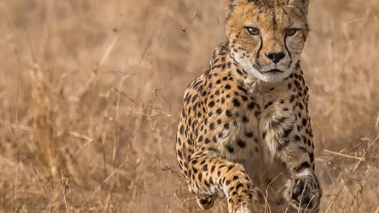 file736d86hvf7kxam8w4cs