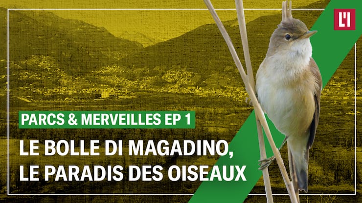 Les Bolle di Magadino, paradis des oiseaux