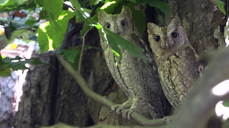 Deux oiseaux au Centre ornithologique de réadaptation de Genthod