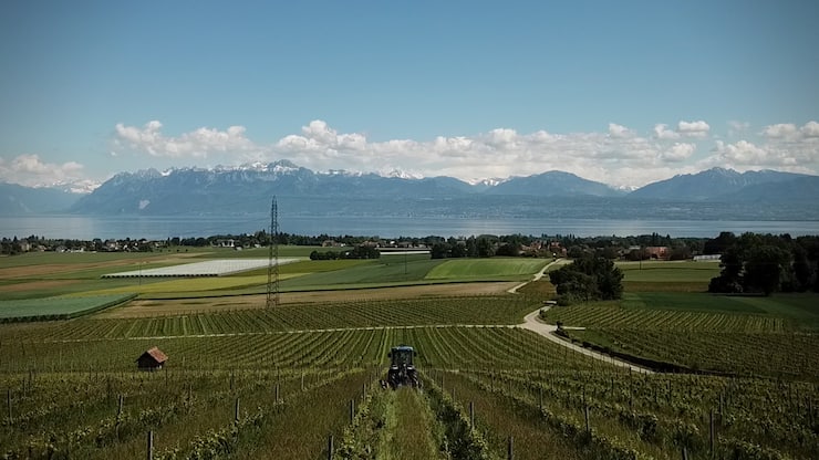 Viticulture bio du château de Denens