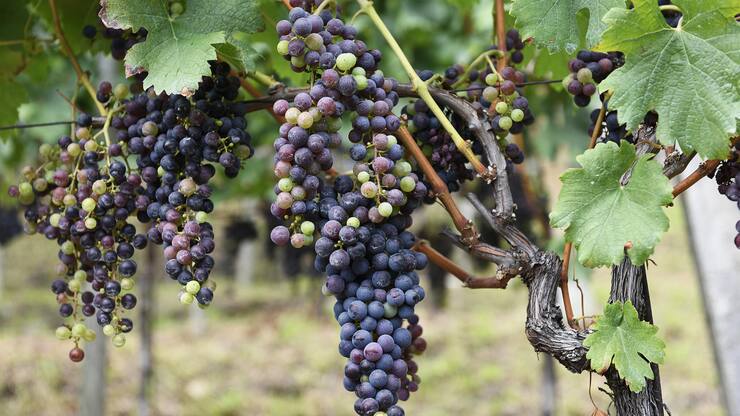 file724sowu8vrs1bbl6q175