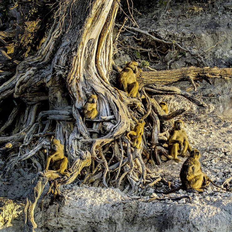 Babouins chacmas se réchauffant à l'aube dans les racines d'un arbre - P.N. de Chobe - Botswana - Afrique - (Papio ursinus) - Chacma baboons warming up in the morning in roots - Chobe N.P. - Botswana - Africa -