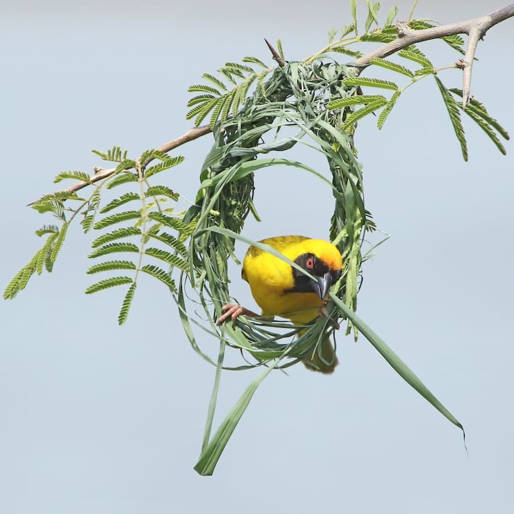 Tisserin ?? t??te rousse m??le en train de b??tir son nid avec un brin d'herbe dans le bec agripp?? ?? son armature en forme de cercle. PN de Kruger Afrique du sud Male Southern masked weaver clinging on to its frame of nest at the beginning building it with a blade in its bill. Kruger NP. SA
