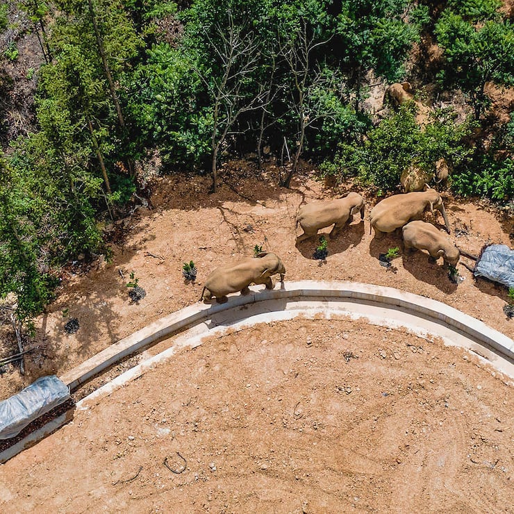 China, wandernde Elefanten-Herde auf Ã¼ber 500 Kilometer langem Marsch 210601 -- KUNMING, June 1, 2021 -- Aerial photo taken on May 28, 2021 shows the herd of wandering wild Asian elephants in Eshan County, Yuxi City, southwest China s Yunnan Province. Xinhua Headlines: Chinese city on alert as wandering elephant herd marches north HuxChao PUBLICATIONxNOTxINxCHN