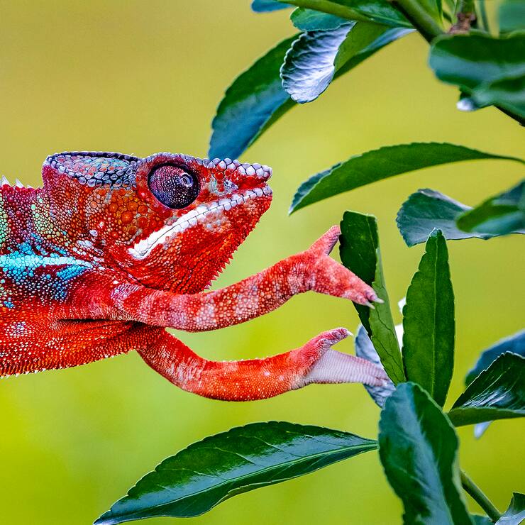 Caméléon panthère