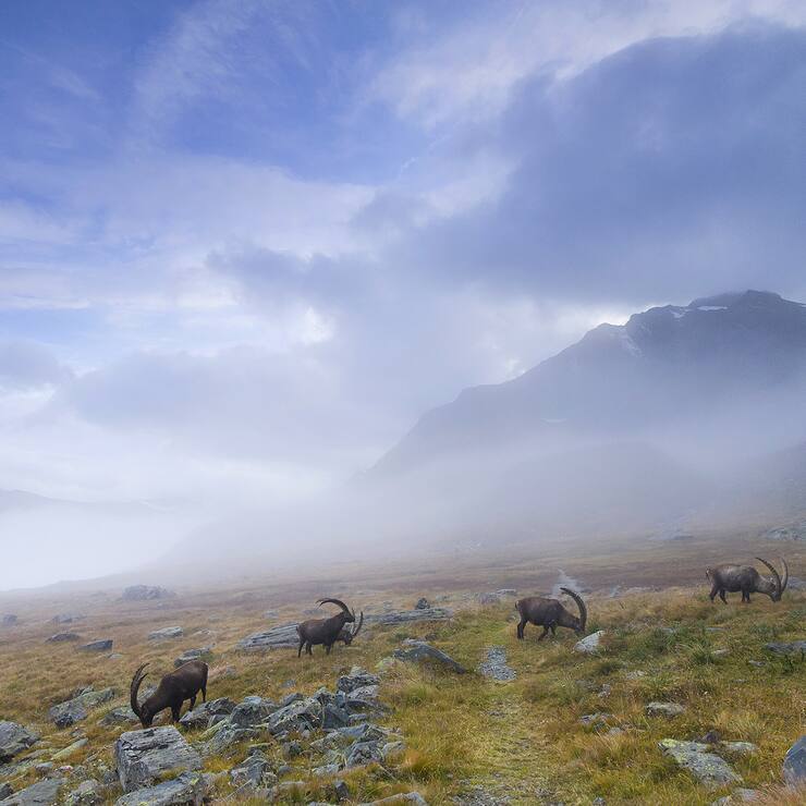 Alpine ibex (Capra ibex). Valsavarenche, Gran Paradiso National Park, Valle d'Aosta, Italy